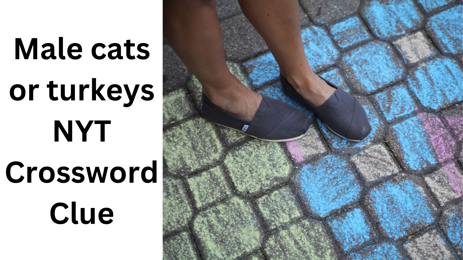 Male cats or turkeys NYT Crossword Clue