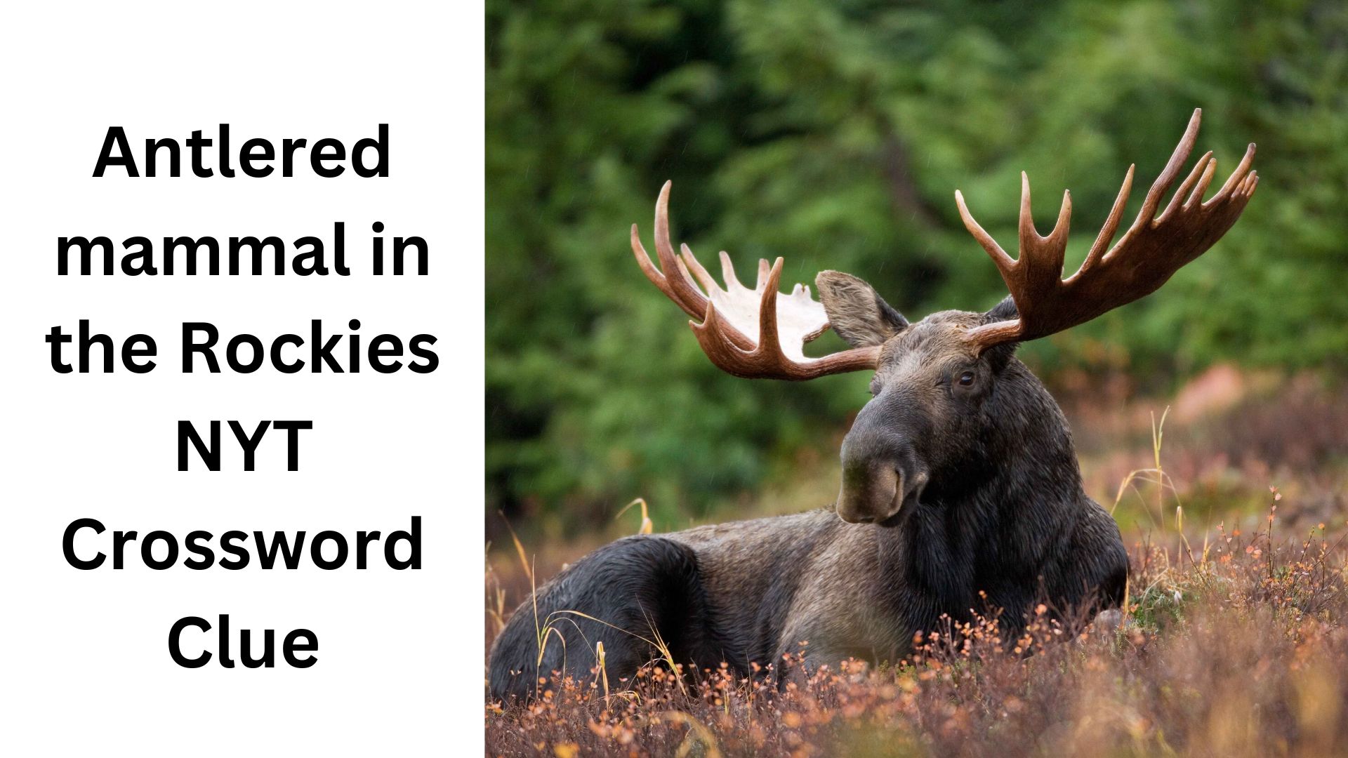 Antlered mammal in the Rockies NYT Crossword Clue