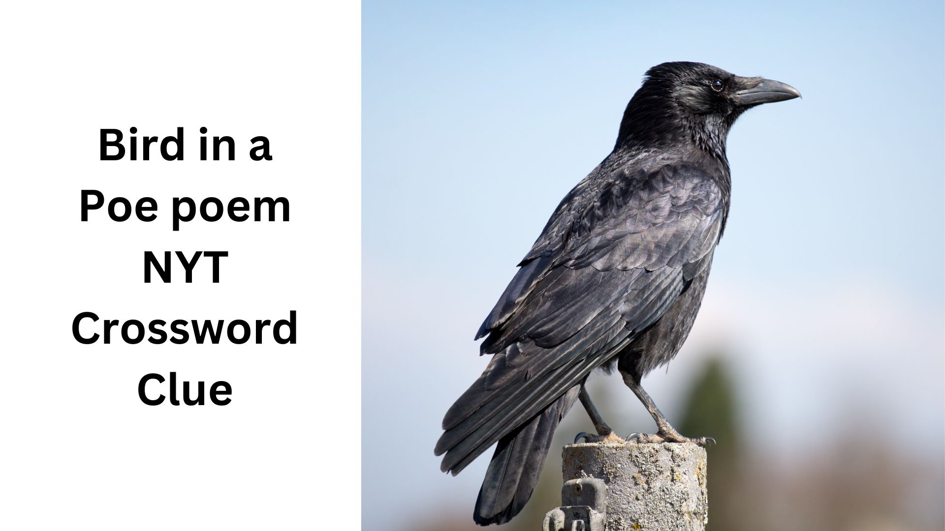 Bird in a Poe poem NYT Crossword Clue Bird in a Poe poem NYT Crossword Clue