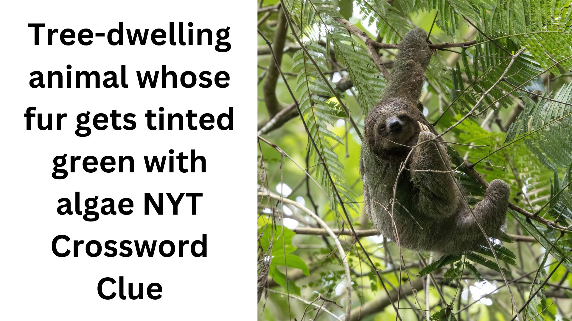 Tree dwelling animal whose fur gets tinted green with algae NYT Tree dwelling animal whose fur gets tinted green with algae NYT