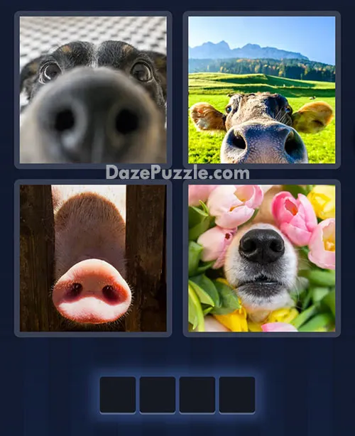 4 Pics 1 Word daily puzzle pictures