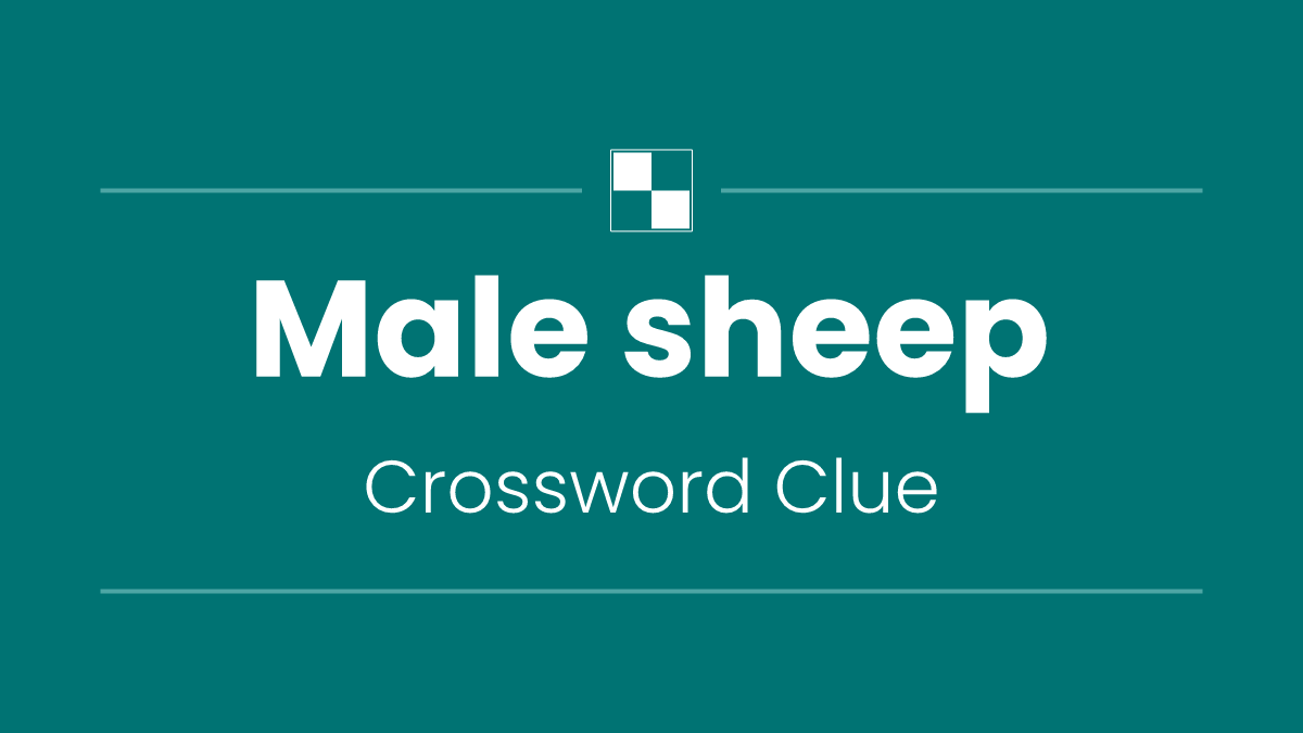 Male sheep