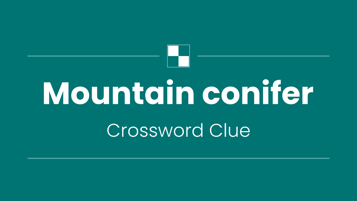Mountain conifer